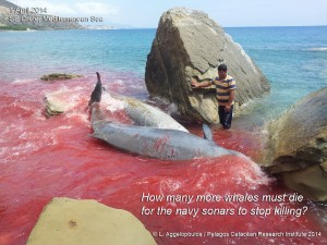 Beaked-whale-stranding-Sonar-SE-Crete-Greece