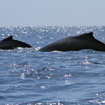 whale family dorsal fins