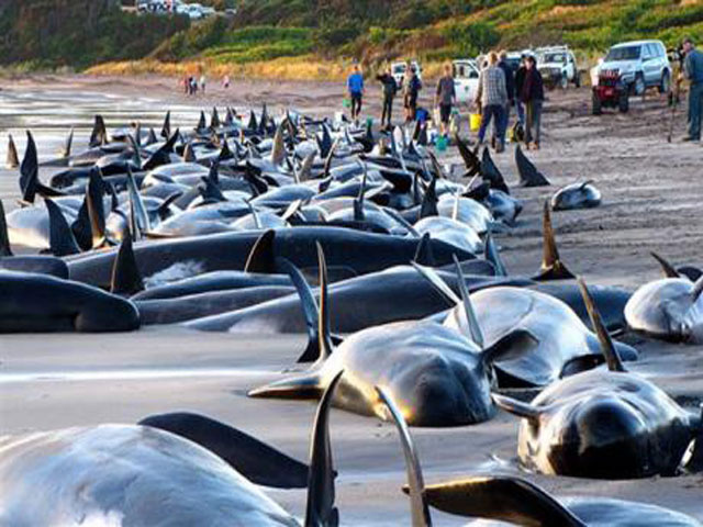 beached whales