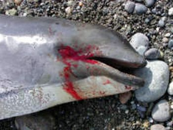 Dolphin dies from hemorrhaging after exposure of LFAS (Low Frequency Active Sonar)