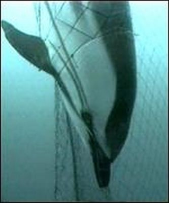 dolphin drowns from net entanglement