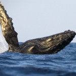 humpback whale wave