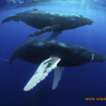 humpback whale cow and calf underwater