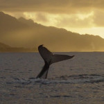 humpback whale tail at sunset