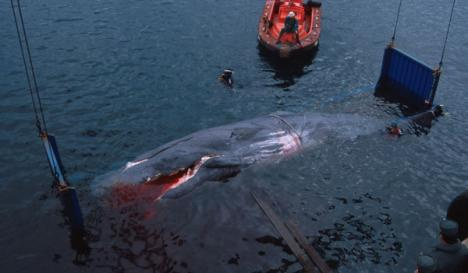 sperm whale killed by fast ferry