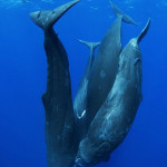 sperm whale family underwater