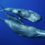 sperm whale family underwater