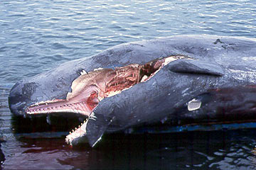 Sperm Whale struck by high speed ferry