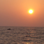 whale at sunset