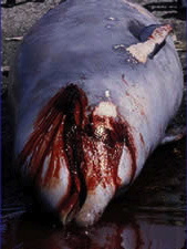 hemorrhaged whale