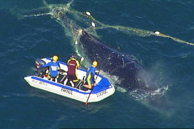 young whale getting help from from net entanglement